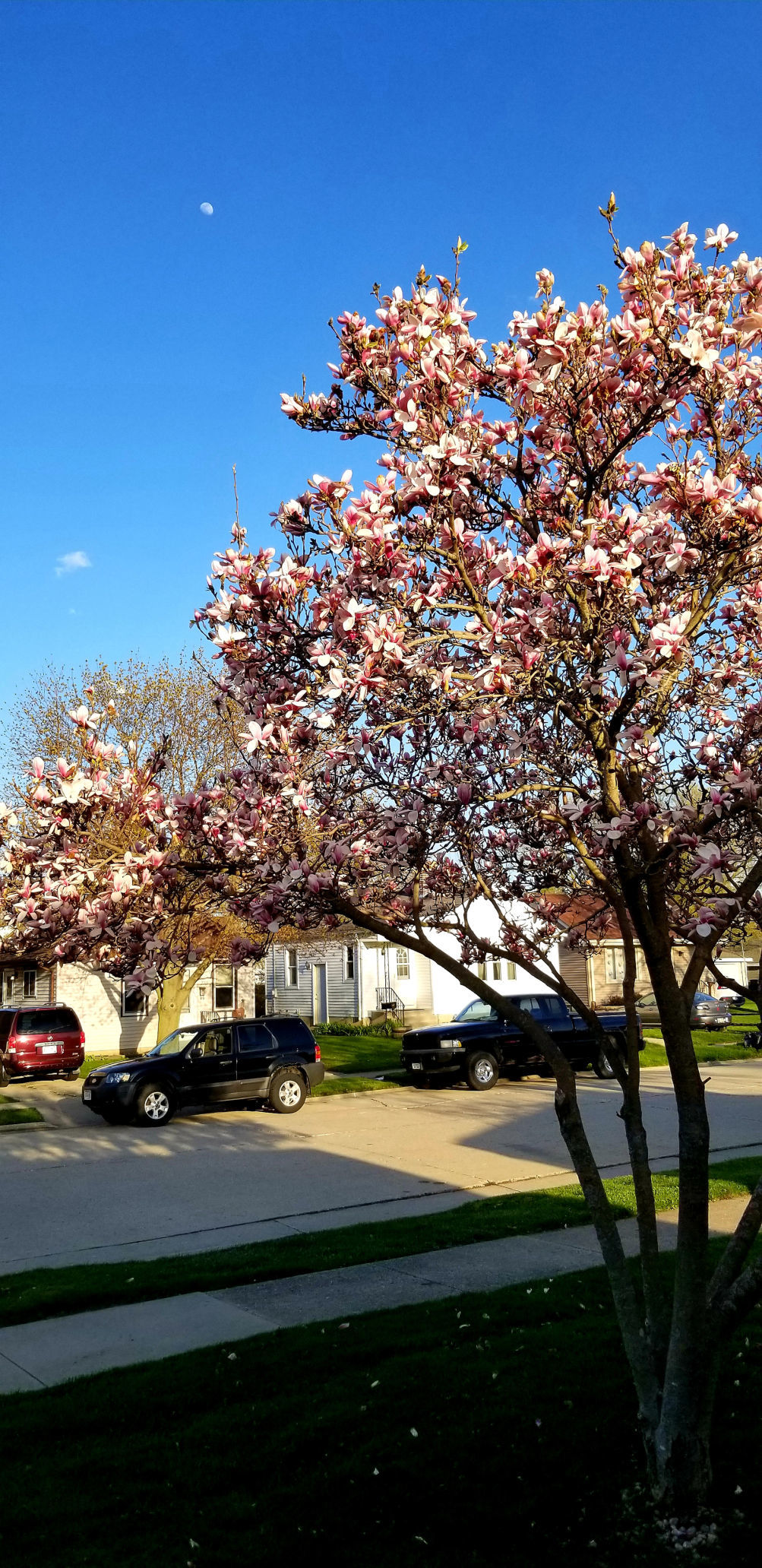 Moon over Magnolia
